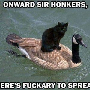 Meet your Posher, Virginia